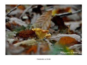couleurs_et_lumiere_d_automne_michel_c_15_copier_.jpg - JPEG - 68.1 ko - 800×600 px