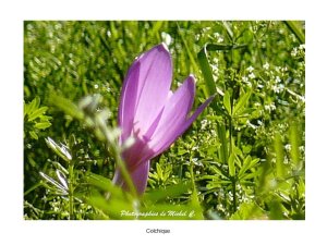 1.2_printemps-ete_michel_c_10_.jpg - JPEG - 98.5 ko - 960×720 px