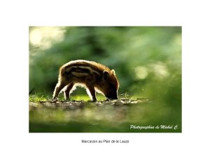 1.2_printemps-ete_michel_c_12_.jpg - JPEG - 43.1 ko - 960×720 px