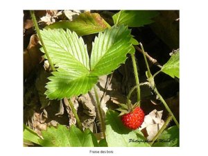 1.2_printemps-ete_michel_c_3_.jpg - JPEG - 81.6 ko - 960×720 px