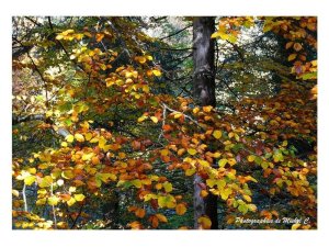 couleurs_et_lumiere_d_automne_michel_c_12_copier_.jpg - JPEG - 209.7 ko - 800×600 px