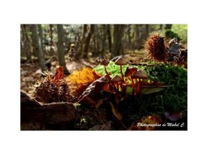 couleurs_et_lumiere_d_automne_michel_c_13_copier_.jpg - JPEG - 83.8 ko - 800×600 px