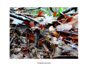 couleurs_et_lumiere_d_automne_michel_c_17_copier_.jpg - JPEG - 128.8 ko - 800×600 px