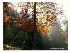 couleurs_et_lumiere_d_automne_michel_c_18_copier_.jpg - JPEG - 167 ko - 800×600 px