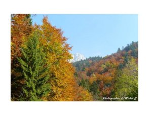 couleurs_et_lumiere_d_automne_michel_c_2_copier_.jpg - JPEG - 117.7 ko - 800×600 px