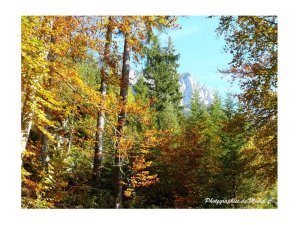 couleurs_et_lumiere_d_automne_michel_c_3_copier_.jpg - JPEG - 194.7 ko - 800×600 px