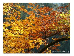 couleurs_et_lumiere_d_automne_michel_c_6_copier_.jpg - JPEG - 203.9 ko - 800×600 px