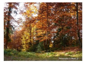 couleurs_et_lumiere_d_automne_michel_c_7_copier_.jpg - JPEG - 208.4 ko - 800×600 px