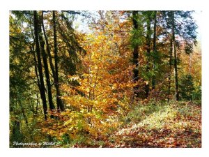 couleurs_et_lumiere_d_automne_michel_c_8_copier_.jpg - JPEG - 221.5 ko - 800×600 px