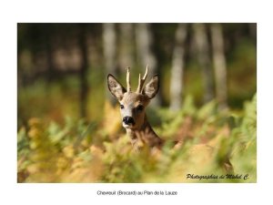 couleurs_et_lumiere_d_automne_michel_c_9_copier_.jpg - JPEG - 59.1 ko - 800×600 px