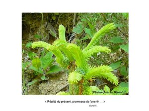 saisons_entre_lac_et_montagnes_michel_c_10_.jpg - JPEG - 91.6 ko - 960×720 px