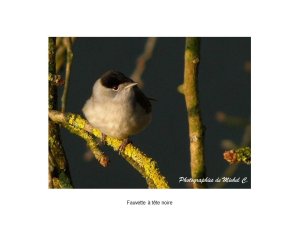saisons_entre_lac_et_montagnes_michel_c_17_.jpg - JPEG - 43.4 ko - 960×720 px