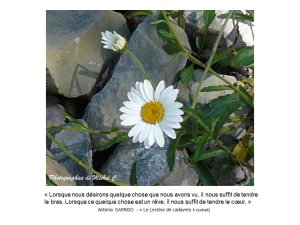 saisons_entre_lac_et_montagnes_michel_c_9_.jpg - JPEG - 76.3 ko - 960×720 px
